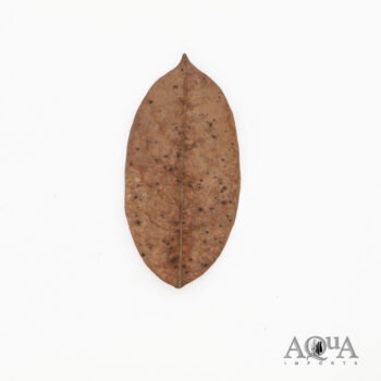 Jackfruit Leaf
