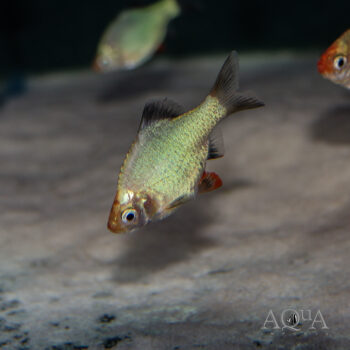 Jade Tiger Barb (Puntigrus pentazona)