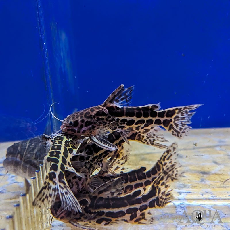 Jaguar Catfish (Liosomadoras oncinus)