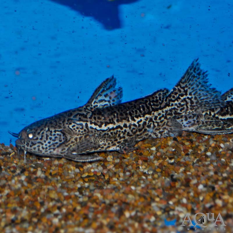 Jaguar Catfish (Liosomadoras oncinus)