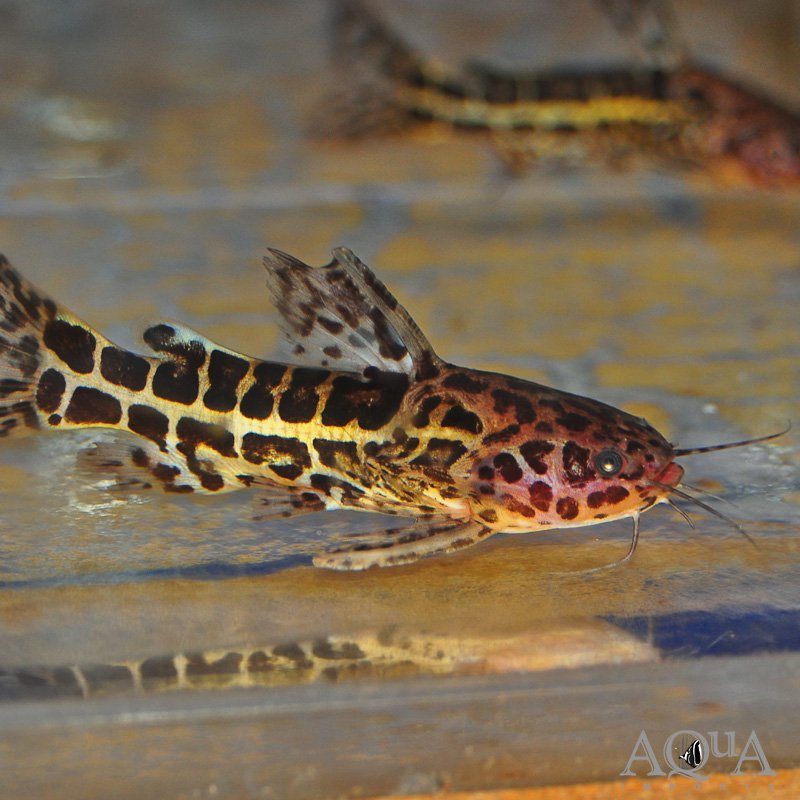 Jaguar Catfish (Liosomadoras oncinus)