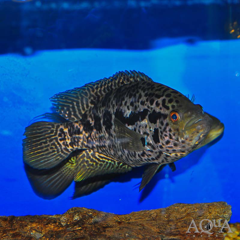 Jaguar Cichlid (Parachromis managuensis)