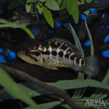 Jaguar Cichlid (Parachromis managuensis)