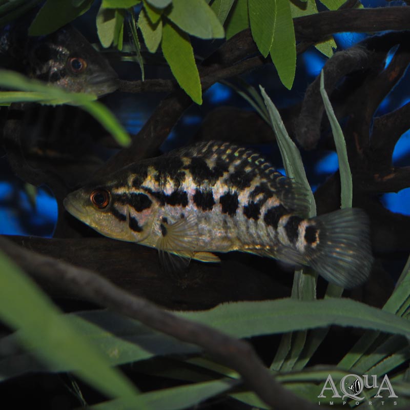 Jaguar Cichlid (Parachromis managuensis)