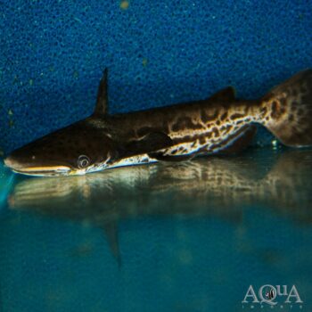 Jaguar Dolphin Cat (Ageneiosus marmoratus)