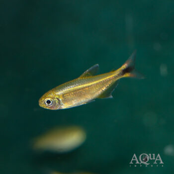 Jalapão Red Tail Tetra (Hemigrammus sp. Jalapão)