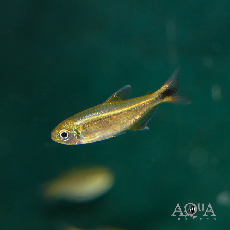 Jalapão Red Tail Tetra (Hemigrammus sp. Jalapão)