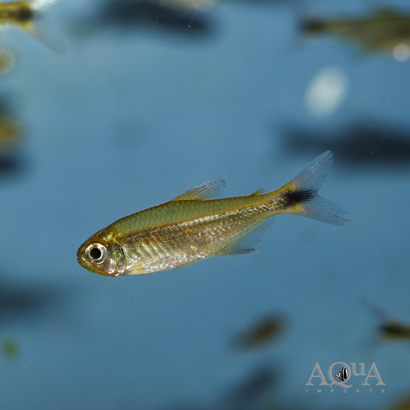 Jalapão Red Tail Tetra (Hemigrammus sp. Jalapão)