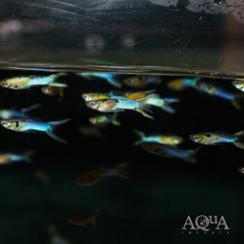 Japanese Blue Gold Double Sword Guppy (Poecilia wingei)
