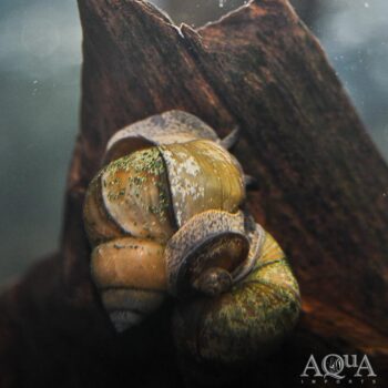 Japanese Trapdoor Snail (Viviparus malleattus)