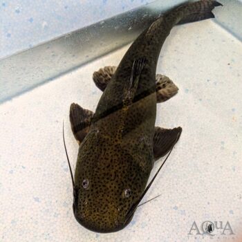 Jau / Gilded Catfish (Zungaro zungaro)