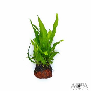 Java Fern (Microsorum pteropus)