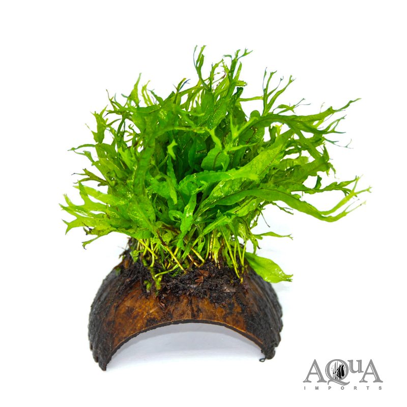 Java Fern 'Lace' (Microsorum pteropus var. Windelov)