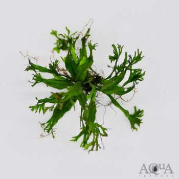 Java Fern 'Lace' (Microsorum pteropus var. Windelov)