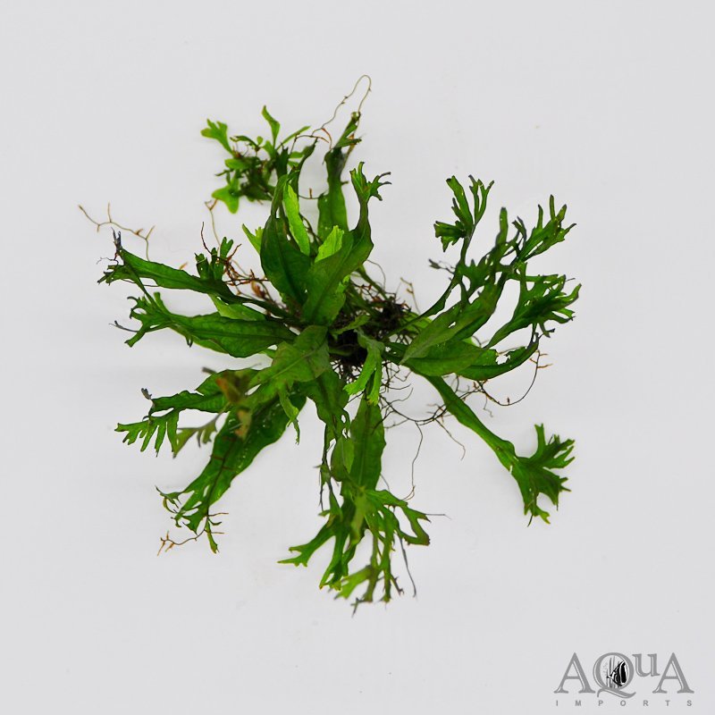 Java Fern 'Lace' (Microsorum pteropus var. Windelov)