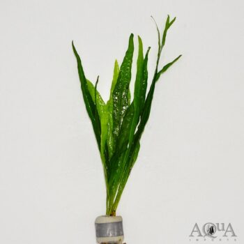 Java Fern 'Narrow Leaf'