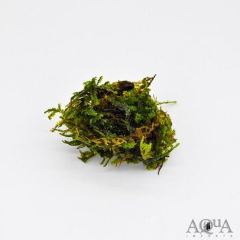 Java Moss (Taxiphyllum barbieri)