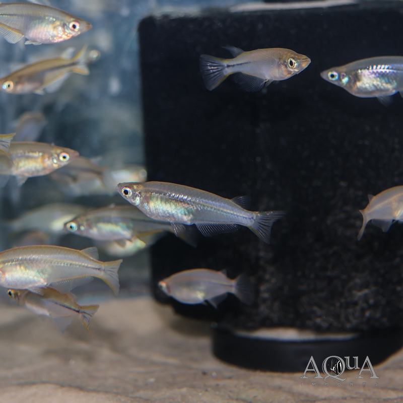 Javanese Ricefish (Oryzias javanicus)