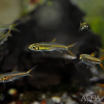 Jelly Bean Tetra (Ladegasia roloffi)