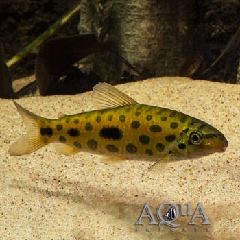 Jewel Spotted Anostomid (Hypomasticus megalepis)