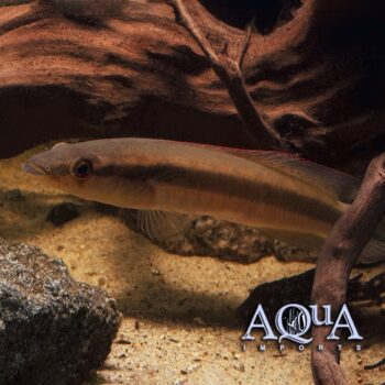 Red Fin Johanna Pike Cichlid (Lugubria johanna)