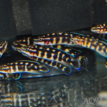 Julidochromis transcriptus