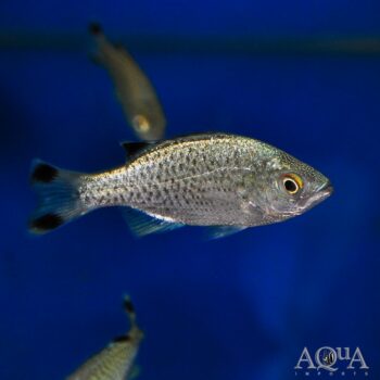 Jungle Perch (Kuhlia rupestris)