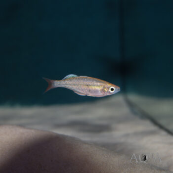 Kali Tawa Rainbow (Melanotaenia sp. 'Kali Tawa')