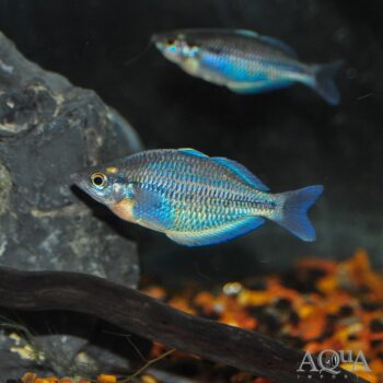 Kamaka Rainbow (Melanotaenia kamaka)