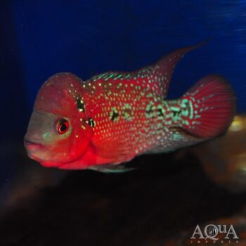 Kamfa Flowerhorn Cichlid (Amphilophus sp. hybrid)