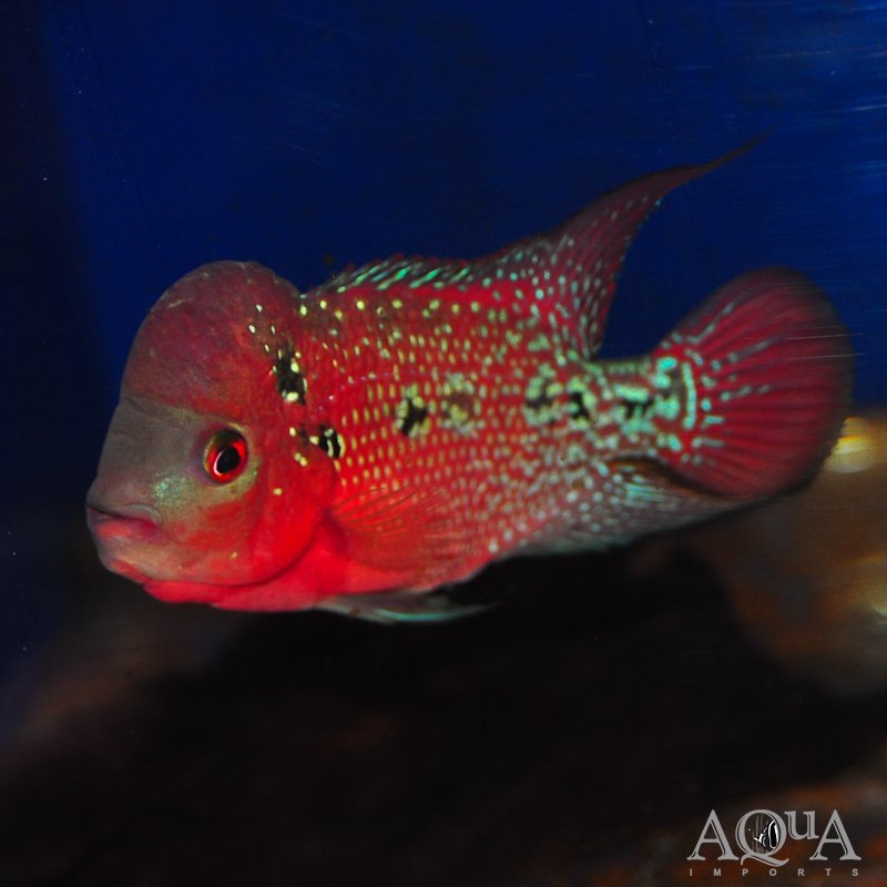 Kamfa Flowerhorn Cichlid (Amphilophus sp. hybrid)