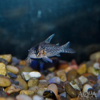 Kanei Cory (Hoplisoma kanei)