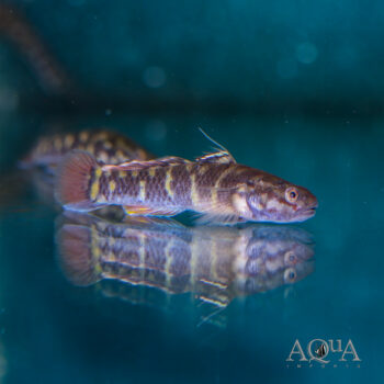 Kanu Goby (Mugilogobius mertoni)