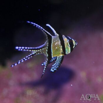 Banggai Cardinalfish (Pterapogon kauderni)