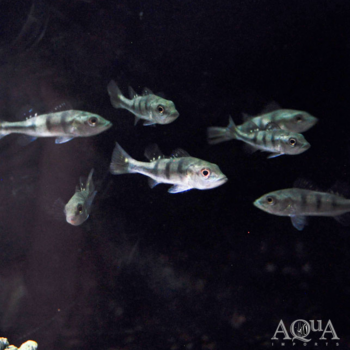 Kelberi Peacock Bass (Cichla kelberi)