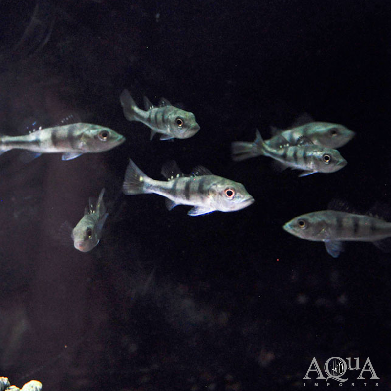 Kelberi Peacock Bass (Cichla kelberi)