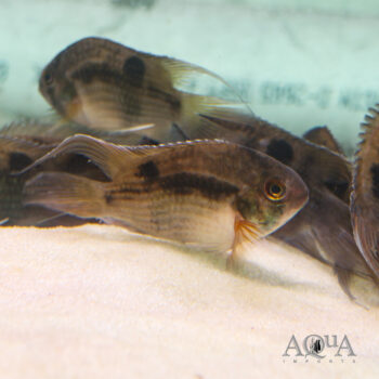 Keyhole Cichlid (Cleithracara maronii)