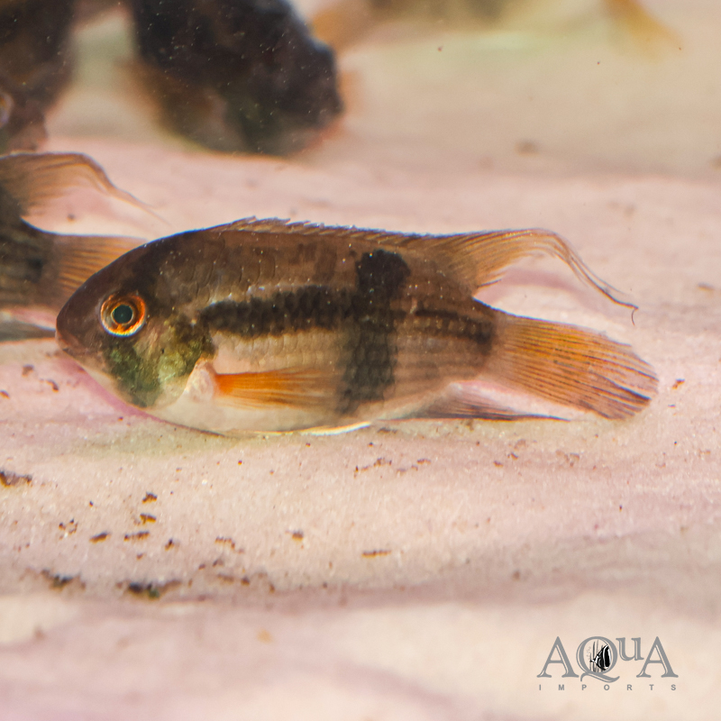 Keyhole Cichlid (Cleithracara maronii)