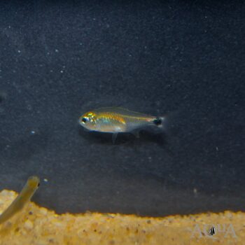 Kitty Tetra (Hyphessobrycon loweae)