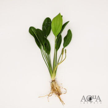 Kleiner Prinz Sword (Echinodorus sp. 'Kleiner Prinz')