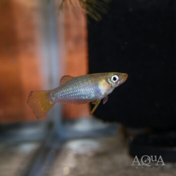 Knife Livebearer (Alfaro cultratus)