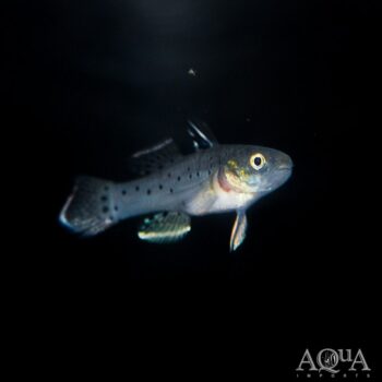 Knight Goby (Stigmatogobius sadanundio)