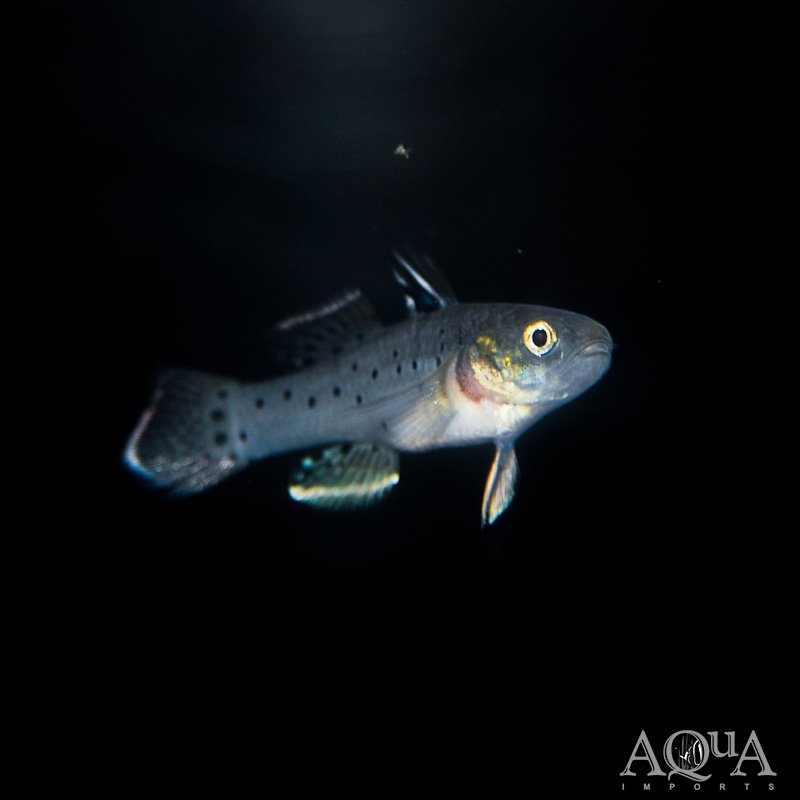 Knight Goby (Stigmatogobius sadanundio)