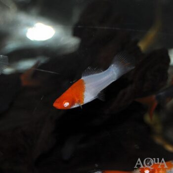 Kohaku Koi Swordtail (Xiphophorus helleri)