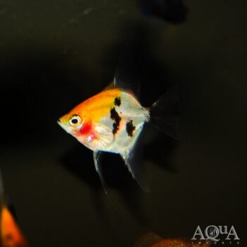 Koi Angelfish (Pterophyllum scalare)