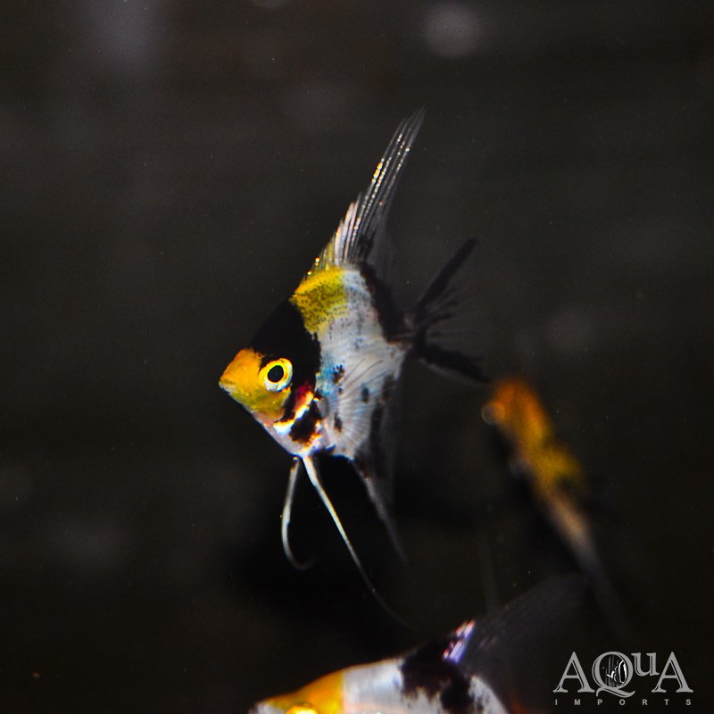 Koi Angelfish (Pterophyllum scalare)