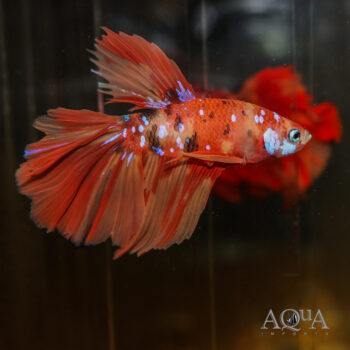 Koi Halfmoon Betta Male (Betta splendens)