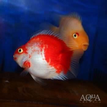 Koi Parrot Cichlid (Amphilophus sp. hybrid)