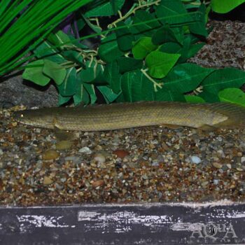 Koloton Bichir (Polypterus sp. Koloton)