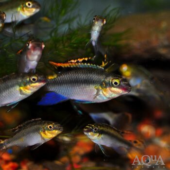 Kribensis Cichlid (Pelvicachromis pulcher)